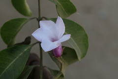 Cryptostegia grandiflora
